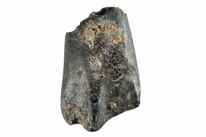 Fossil Iguanodontid Shed Tooth - England #279418